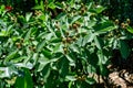 Many delicate small green fruits on large blackberry bush in direct sunlight towards clear blue sky, in a garden in a sunny summer Royalty Free Stock Photo