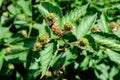 Many delicate small green fruits on large blackberry bush in direct sunlight towards clear blue sky, in a garden in a sunny summer Royalty Free Stock Photo