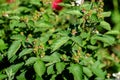 Many delicate small green fruits on large blackberry bush in direct sunlight towards clear blue sky, in a garden in a sunny summer Royalty Free Stock Photo