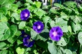 Many delicate vivid blue and purple flowers of morning glory plant in a a garden in a sunny summer garden, outdoor floral