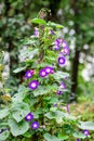 Many delicate vivid blue and purple flowers of morning glory plant in a a garden in a sunny summer garden, outdoor floral