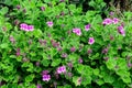 Many delicate vivid pink flowers of Geranium pratense wild plant, commonly known as  meadow crane`s-bill or meadow geranium, in a Royalty Free Stock Photo