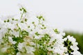 Many delicate white flowers of Althaea officinalis plant, commonly known as marsh-mallow in a British cottage style garden in a su