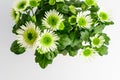 Many delicate white flowers of Chrysanthemum also known as mums or chrysanths, and green leaves in a garden pot near a white wall Royalty Free Stock Photo