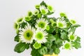 Many delicate white flowers of Chrysanthemum also known as mums or chrysanths, and green leaves in a garden pot near a white wall Royalty Free Stock Photo