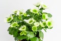 Many delicate white flowers of Chrysanthemum also known as mums or chrysanths, and green leaves in a garden pot near a white wall Royalty Free Stock Photo