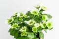 Many delicate white flowers of Chrysanthemum also known as mums or chrysanths, and green leaves in a garden pot near a white wall Royalty Free Stock Photo