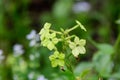 Many delicate white flowers of Nicotiana alata plant, commonly known as jasmine tobacco, sweet tobacco, winged tobacco, tanbaku or Royalty Free Stock Photo