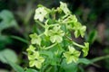 Many delicate white flowers of Nicotiana alata plant, commonly known as jasmine tobacco, sweet tobacco, winged tobacco, tanbaku or Royalty Free Stock Photo