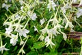 Many delicate white flowers of Nicotiana alata plant, commonly known as jasmine tobacco, sweet tobacco, winged tobacco, tanbaku or Royalty Free Stock Photo