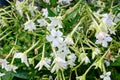 Many delicate white flowers of Nicotiana alata plant, commonly known as jasmine tobacco, sweet tobacco, winged tobacco, tanbaku or Royalty Free Stock Photo