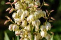 Many delicate white flowers of Yucca filamentosa Royalty Free Stock Photo