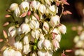 Many delicate white flowers of Yucca filamentosa plant, commonly known as AdamÃ¢â¬â¢s needle and thread, in a garden Royalty Free Stock Photo