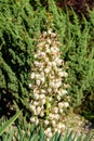 Many delicate white flowers of Yucca filamentosa plant, commonly known as AdamÃ¢â¬â¢s needle and thread, in a garden Royalty Free Stock Photo