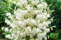 Many delicate white flowers of Yucca filamentosa plant, commonly known as AdamÃ¢â¬â¢s needle and thread, in a garden in a sunny Royalty Free Stock Photo