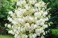 Many delicate white flowers of Yucca filamentosa plant, commonly known as AdamÃ¢â¬â¢s needle and thread, in a garden in a sunny Royalty Free Stock Photo