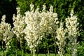 Many delicate white flowers of Yucca filamentosa plant, commonly known as AdamÃ¢â¬â¢s needle and thread, in a garden in a sunny Royalty Free Stock Photo