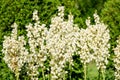Many delicate white flowers of Yucca filamentosa plant, commonly known as AdamÃ¢â¬â¢s needle and thread, in a garden in a sunny Royalty Free Stock Photo