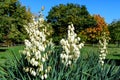 Many delicate white flowers of Yucca filamentosa plant, commonly known as AdamÃ¢â¬â¢s needle and thread, in a garden in a sunny Royalty Free Stock Photo