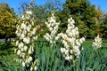 Many delicate white flowers of Yucca filamentosa plant, commonly known as AdamÃ¢â¬â¢s needle and thread, in a garden in a sunny Royalty Free Stock Photo