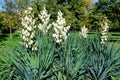 Many delicate white flowers of Yucca filamentosa plant, commonly known as AdamÃ¢â¬â¢s needle and thread, in a garden in a sunny Royalty Free Stock Photo