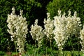 Many delicate white flowers of Yucca filamentosa plant, commonly known as AdamÃ¢â¬â¢s needle and thread, in a garden in a sunny Royalty Free Stock Photo