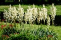 Many delicate white flowers of Yucca filamentosa plant, commonly known as AdamÃ¢â¬â¢s needle and thread, in a garden in a sunny Royalty Free Stock Photo