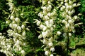 Many delicate white flowers of Yucca filamentosa plant, commonly known as AdamÃ¢â¬â¢s needle and thread, in a garden in a sunny Royalty Free Stock Photo