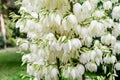 Many delicate white flowers of Yucca filamentosa plant, commonly known as AdamÃ¢â¬â¢s needle and thread, in a garden in a sunny Royalty Free Stock Photo