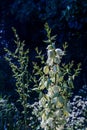 Many delicate white flowers of Yucca plant, commonly known as Adam\'s needle and thread Royalty Free Stock Photo