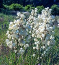 Many delicate white flowers of Yucca plant, commonly known as Adam\'s needle and thread Royalty Free Stock Photo