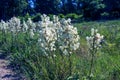 Many delicate white flowers of Yucca plant, commonly known as Adam\'s needle and thread Royalty Free Stock Photo