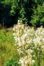 Many delicate white flowers of Yucca plant, commonly known as Adam\'s needle and thread Royalty Free Stock Photo