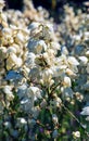 Many delicate white flowers of Yucca plant, commonly known as Adam\'s needle and thread Royalty Free Stock Photo