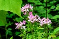 Many delicate white and pink flowers of Cleome hassleriana plant, commonly known as spider flower, spider plant, pink queen, or gr Royalty Free Stock Photo