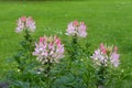 Many delicate white and pink flowers of Cleome hassleriana plant, commonly known as spider flower, spider plant, pink queen, or gr Royalty Free Stock Photo