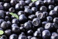 Many delicious ripe bilberries as background, closeup
