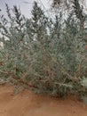 Desert herbs decorate the gold sands