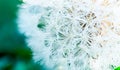 Many of dew drops on dandelion in the morning of spring season. Beautiful water drops on white flower. Macro shot detail of dew Royalty Free Stock Photo