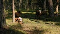 Many diary cows resing in shade in forest