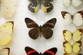 Many different beautiful exotic butterflies on background Royalty Free Stock Photo