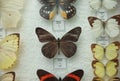 Many different beautiful exotic butterflies on background Royalty Free Stock Photo