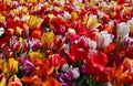 Many different beautiful tulip flowers outdoors, closeup. Spring season Royalty Free Stock Photo