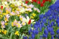 Many different beautiful tulip and muscari flowers, closeup. Spring season Royalty Free Stock Photo