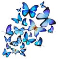 Many different butterflies