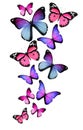 Many different butterflies on white background Royalty Free Stock Photo