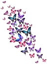 Many different butterflies on white background Royalty Free Stock Photo