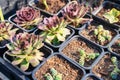 Many different cacti in flowerpots mix selling in flowers store, top view. Garden center with lot potted small cactus plants sale