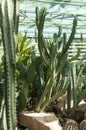 Many different cacti in the greenhouse