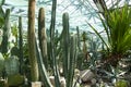 Many different cacti in the greenhouse